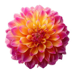 Obraz premium Vibrant pink and yellow dahlia flower bloom isolated on transparent background