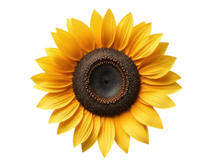 Close-up of a vibrant sunflower with yellow petals and a dark center.