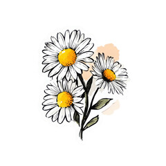 Fototapeta premium Hand drawn artistic daisies with yellow centers isolated on transparent background