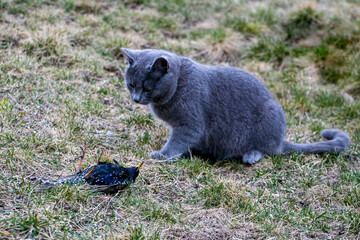 Obraz premium Gray domestic cat hunting starling. The cat hunted starling and dead bird lies in front of him. Cat hunter
