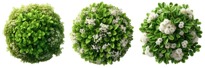 Three round green bushes, two with small white flowers, isolated on a transparent background