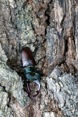 Male stag beetle. Stag beetle on an old oak tree.