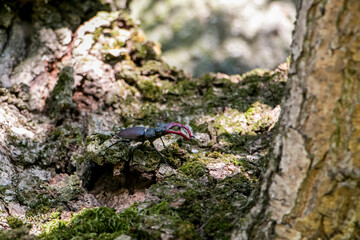 Male stag beetle. Stag beetle on an old oak tree.