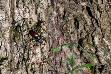 Male stag beetle. Stag beetle on an old oak tree.