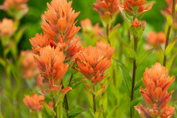 Bright beautiful summer bloom of orange Indian paintbrush (Castilleja) with green foliage in the alpine meadow.