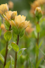 Bright beautiful summer bloom of yellow Indian paintbrush (Castilleja) with green foliage in the alpine meadow.