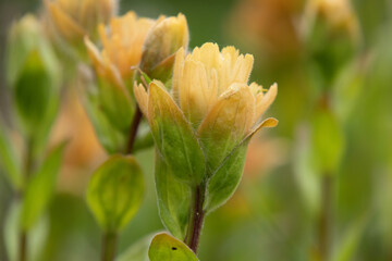 Bright beautiful summer bloom of yellow Indian paintbrush (Castilleja) with green foliage in the alpine meadow.
