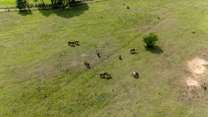 Aerial View of Horses Grazing in a Field