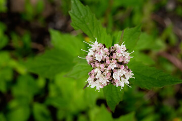 Delicate white flowers of Valeriana sitchensis (Sitka valerian) bloom on stems in a shady forest environment, rich green foliage, wildflowers in their natural woodland habitat.