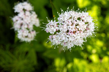 Delicate white flowers of Valeriana sitchensis (Sitka valerian) bloom on stems in a shady forest environment, rich green foliage, wildflowers in their natural woodland habitat.