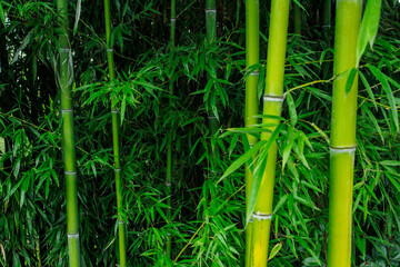 Naklejka premium Bamboo thickets