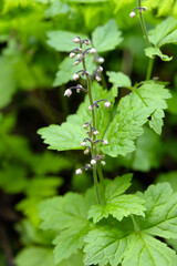 Tiny bloom of Tiarella trifoliata ( the three-leaf foamflower), white flowers on a stem with green foliage grow in the forest in moist and shaded area.