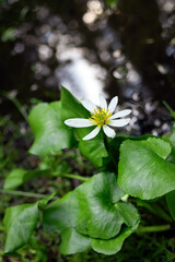 White flower of blooming Caltha leptosepala, (the white marsh marigold or Elksip), flowering pland with green leaves growing in the moist alpine meadow in summer.
