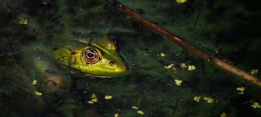 Green frog (Rana esculenta) Europe, close up, skokan zelen&yacute;, Pelophylax esculentus	