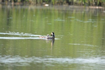  duck in summer