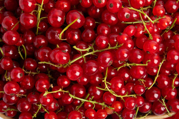 Close-up of fresh red currants with green stems