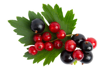 Red and Black Currants with Leaves, isolated on transparent background, PNG