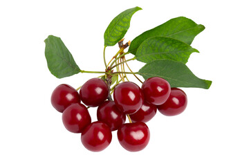 Fresh Cherry Branch with Leaves, isolated on transparent background, PNG