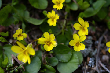 Beautiful yellow tender flowers of Viola glabella or Stream violet growing in the wet summer forest in shade of trees.