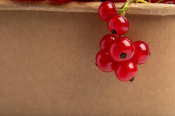 Red currants on carton edge – close-up, isolated on transparent background, PNG