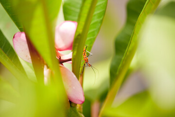 Orange assassin bugs are beneficial predatory insect, that are a natural protection barrier for Organic farmers against herbivorous pests!