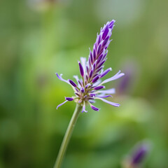 liatris macro closeup