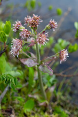 A cluster of pinkish flowers of Petasites frigidus var. palmatus, commonly known as Palmate Coltsfoot grows in early summer beside an alpine lake in moist ground in boggy, subalpine environment.