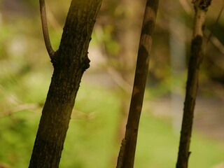 Tree with a brown trunk and green leaves