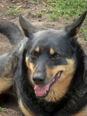 Close-up of a Smiling Black and Tan Dog with Brown Eyes