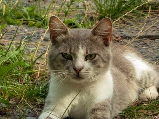 Close-up of a Grey and White Cat with Green Eyes Lying on the Ground