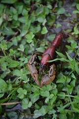 Crawdad