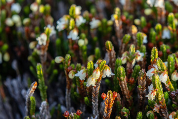 Cute tiny white flowers of Cassiope mertensiana (Western moss heather or White mountain heather)...