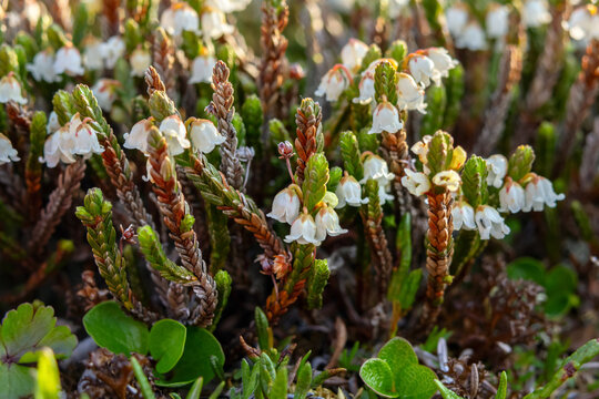 Cute tiny white flowers of Cassiope mertensiana (Western moss heather or White mountain heather) grow in the low shrub in alpine meadow in spring.