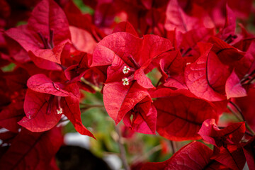 red and green leaves