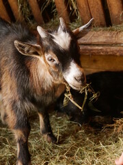 Fototapeta premium Goat is eating hay in a pen