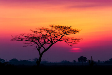 Fototapeta premium Silhouette of a tree at sunrise with vibrant colors in the sky