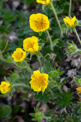 Fototapeta premium Cute yellow flowers of Villous cinquefoil (Potentilla villosa) with lush green foliage growing on rocky terrain of the alpine meadow in summer.