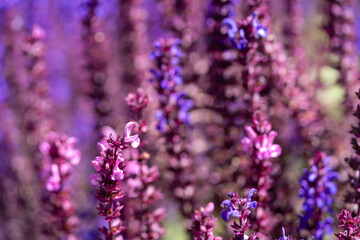 Close-up of vibrant purple and blue wildflowers with dreamy blurred background.