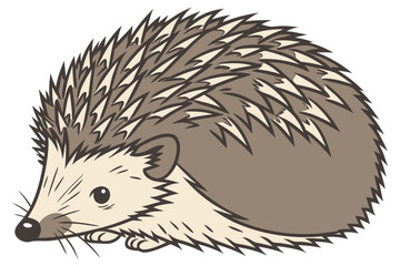 hedgehog on a white background