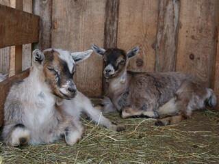 Two Baby Goats Laying Down