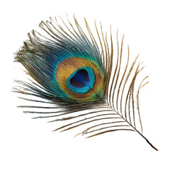 Obraz premium Exquisite Peacock Feather: Intricate patterns and iridescent hues of a peacock feather in a studio shot. This macro view details the beauty and elegance of nature's artwork.