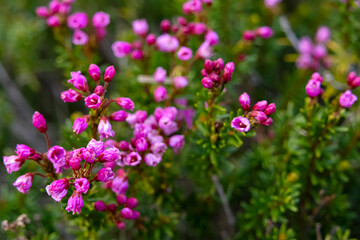 Evergreen dwarf shrub with cute pink flowers, Phyllodoce caerulea (Mountain heather) is growing in the alpine meadow in summer.