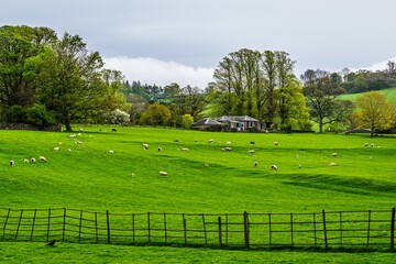 Farm and Sheeps in Lake District, Pooley Bridge, Ullswater Lake, Lake District National Park, Cumbria, England