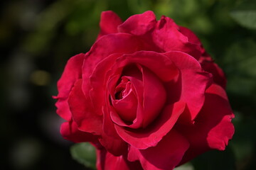 quantum Cambridge valentine roses on different scales and with macro photography