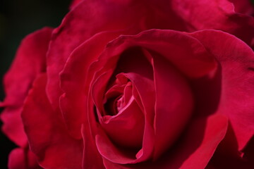 quantum Cambridge valentine roses on different scales and with macro photography