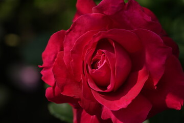 quantum Cambridge valentine roses on different scales and with macro photography