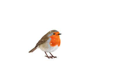 robin isolated on white