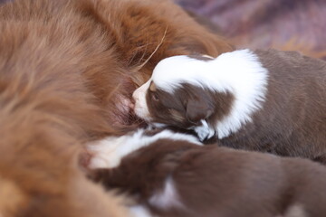 A mother dog is nursing her puppies