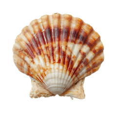 Obraz premium Scallop Shell on Display: A stunning, intricately patterned scallop shell showcased, highlighting the exquisite details of its natural design.