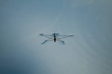 Minimalist macro shot of an aquatic insect on water
